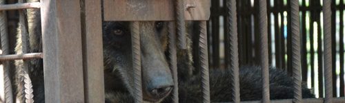 The face of a brown bear behind the bars of a small, decrepit steel