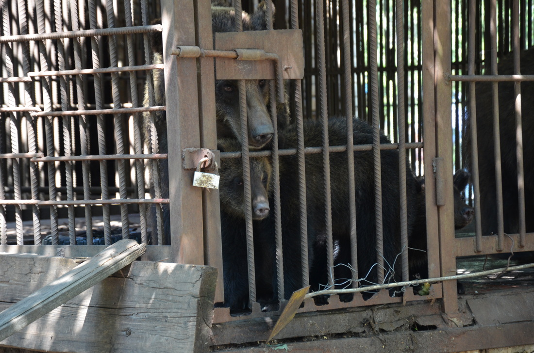 An adult brown bear and two cubs poking their noses through the metal bars of a tiny, decrepit cage.