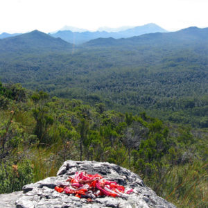 Wire coils ready for weaving, piled on a rock, with the view from the slopes of Mt Bowes, Tasmania, in the background.
