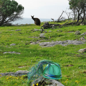 Wire basket on rocks on the grassy hill above Stokes Bay, Kangaroo Island, with a kangaroo in the background.