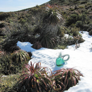 Wire basket in progress, in snow and pandani on the slopes of Mt Rufus in the Cradle Mountain - Lake St Claire National Park, Tasmania.